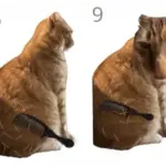 Brush Jjaemu, Game Viral yang Tantang Pemain Sisir Kucing Oranye
