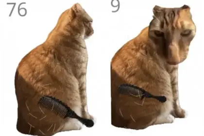 Brush Jjaemu, Game Viral yang Tantang Pemain Sisir Kucing Oranye
