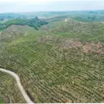 Masyarakat Adat Toba Desak Penataan Ulang Bekas Konsesi PT TPL