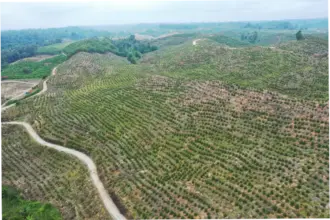 Masyarakat Adat Toba Desak Penataan Ulang Bekas Konsesi PT TPL